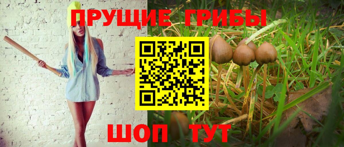 Котельники  Псилоцибиновые грибы прущие грибы  купить   Вход с VPN  Псилоцибиновые грибы GOLDEN TEACHER 